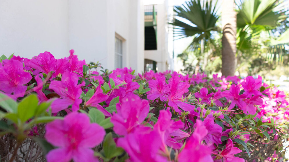 a group of pink flowers